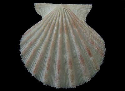 Aequipecten tehuelchus madrynensis